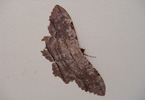 Losowe foto nr 701